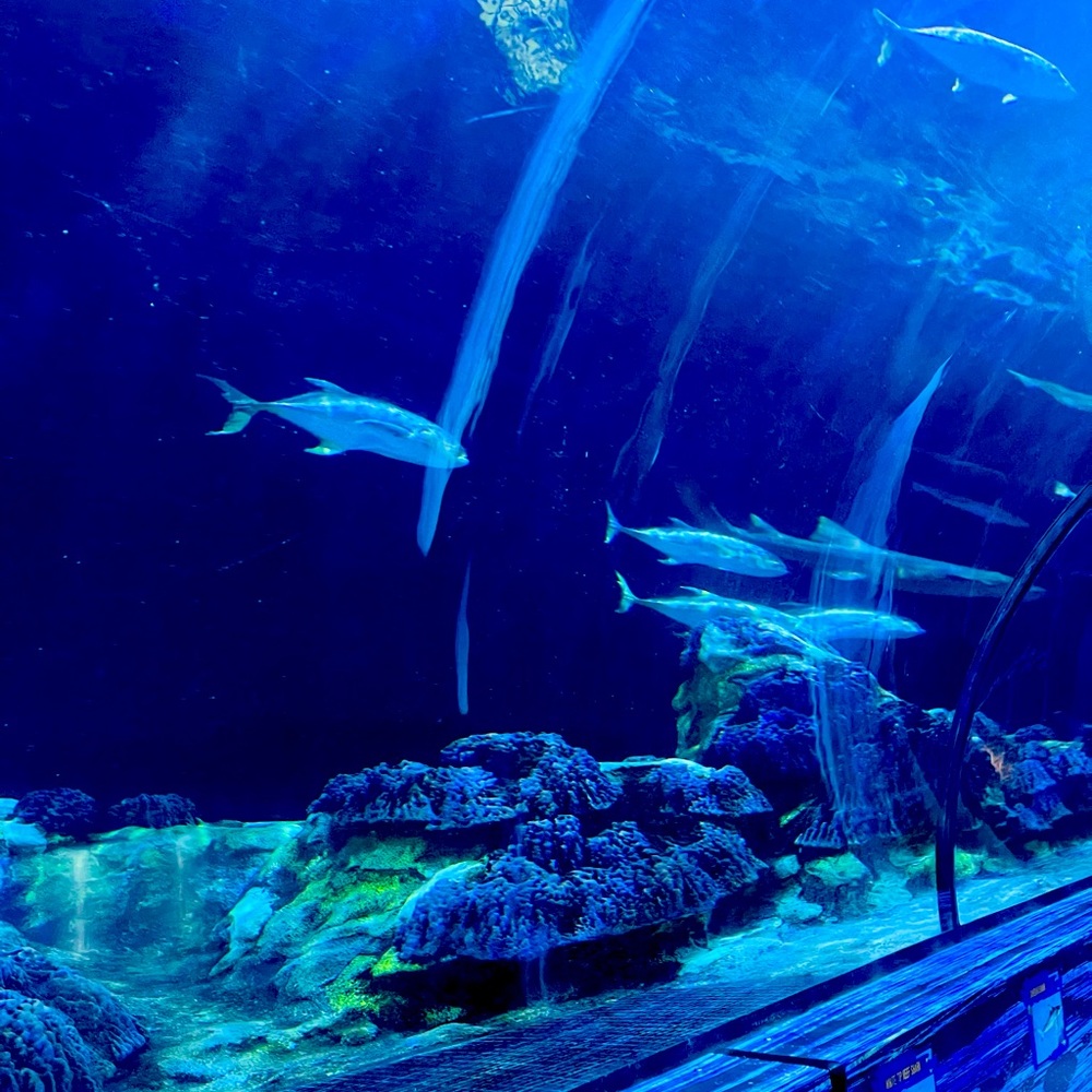 Meet your Posher, Janaya